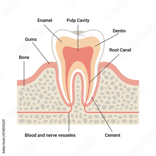 Human Tooth Anatomy Chart