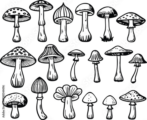 Hand drawn collection of various types of wild mushrooms and fungi in a doodle style