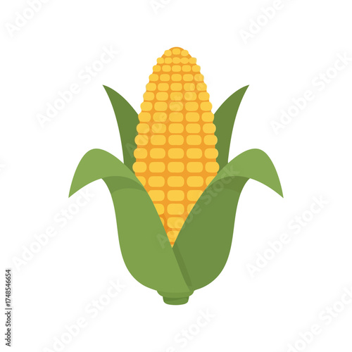Fresh yellow corn cob with green leaves healthy organic food ingredient ingredient ingredient vector