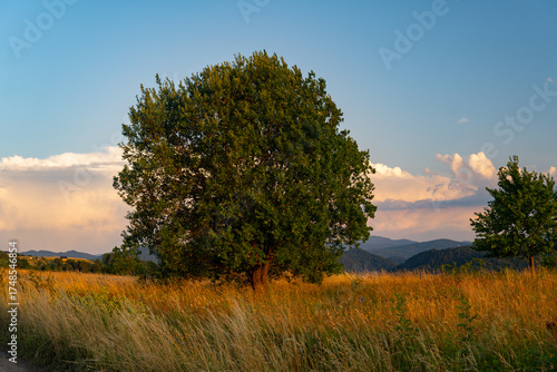A lonely tree in the Bieszczady Mountains near Wołkowyja 