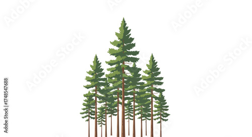 Lush green pine trees with tall brown trunks standing together.