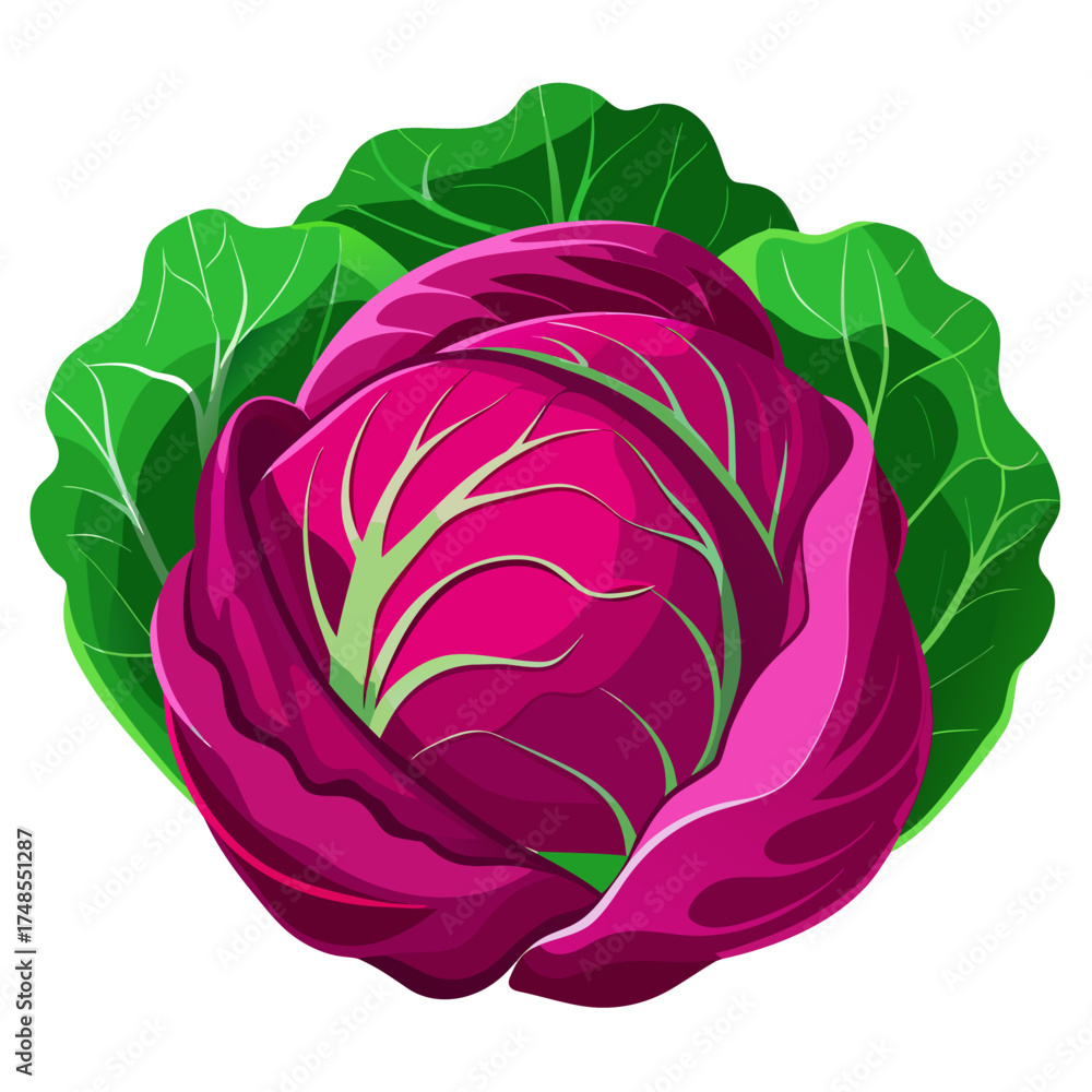 Obraz premium Vibrant red cabbage with fresh green outer leaves, perfect for healthy eating campaigns and culinary ingredient displays, adds a colorful touch to nutrition focused designs