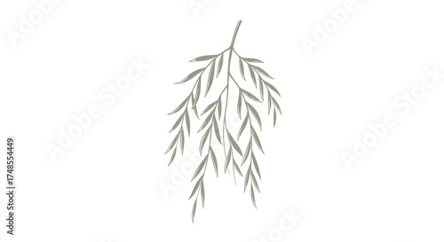 Elegant Willow Branch with Slender Drooping Leaves.