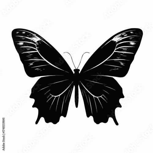 butterfly isolated on white