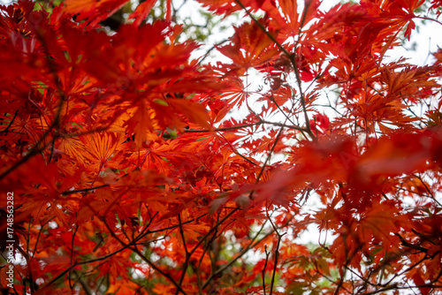 Autumn leaves blanket the forest floor in vibrant red, orange, and yellow tones. Sunlight filters softly through the trees, creating a warm, golden glow.