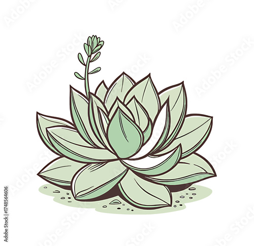 Delicate green succulent plant with a budding flower stalk, drawn in a charming illustrative style.