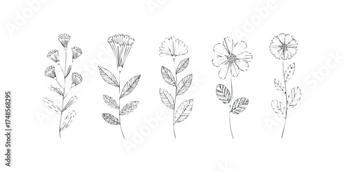 Hand Drawn Botanical Floral Elements Collection