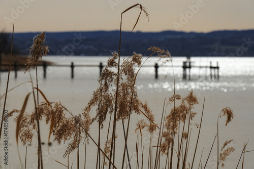 Old landing pier behind reeds on a lake with backlight