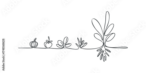 Continuous line drawing of plant growth from seed to mature foliage