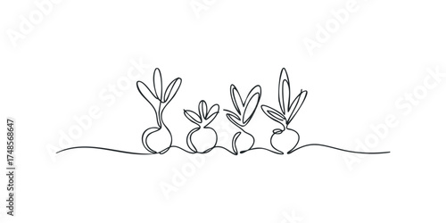 Continuous line drawing of root vegetables growing in a row