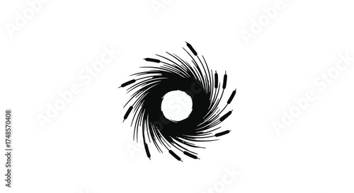 peacock feather isolated on white