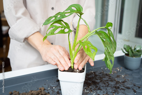 A young woman transplants a Monstera Monkey Mask into a pot at home