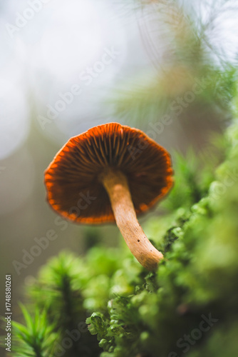 mushroom growing among moss in the forest