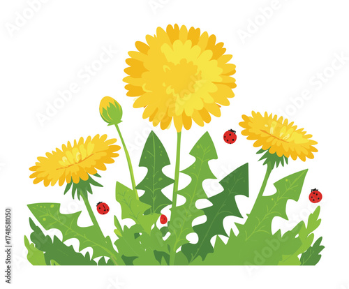 Bright Dandelion Plants with Fluffy Seeds and Green Leaves in a Sunny Field