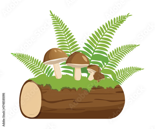 Forest Mushrooms Plants and Green Ferns Growing on a Fallen Log in Woodland