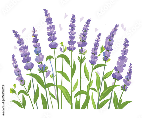Dense Cluster of Fragrant Purple Lavender Plants Illustration for Botanical Decor