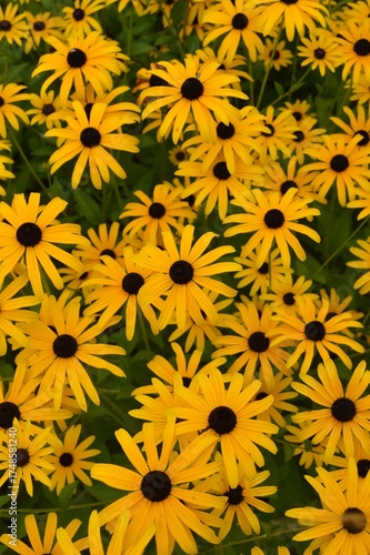 Coneflower. Echinacea. Rudbeckia fulgida 'American Gold Rush'.