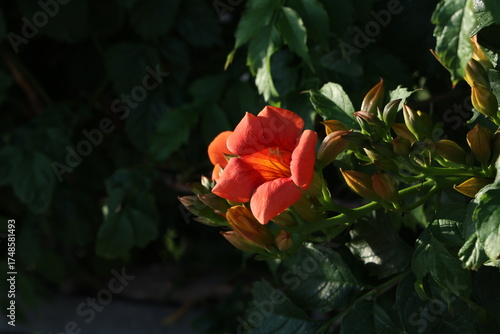 Trumpet vine with details of flowers and foliage