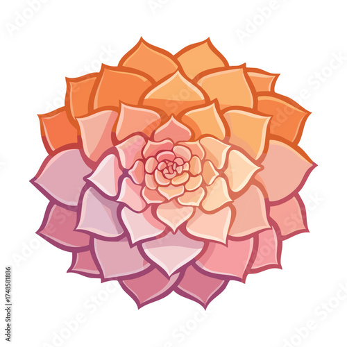 Beautiful pink and orange gradient echeveria succulent plant with a symmetrical rosette pattern isolated design