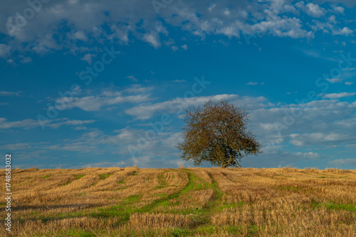 Cherry tree on green field blue sky in Krkonose mountains in autumn
