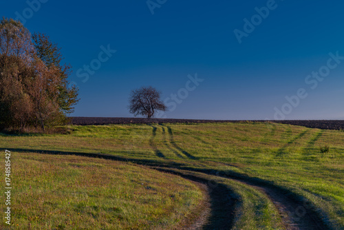 Cherry tree on green field blue sky in Krkonose mountains in autumn