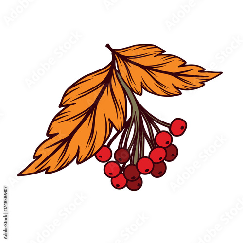 Red rowan branch with leaves, vector illustration. All objects are hand-drawn in vector. The illustration is suitable for printing on fabric, dishes, for the design of postcards, invitations.