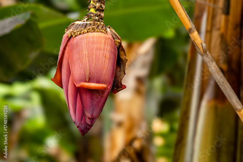 Beautiful banana flower and large tropical leaves of Cavendish banana plant growing naturally on Tenerife island.