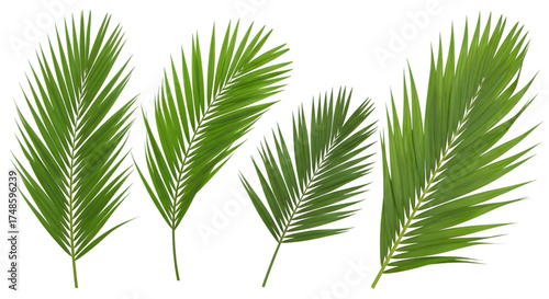 Four Green Palm Fronds on Black Background Keywords: palm frond, leaf, tropical, green, nature