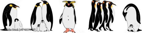 A set of illustrations of penguins. Vector illustration.