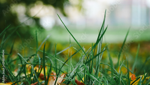 Fototapeta Naklejka Na Ścianę i Meble -  green grass in the morning