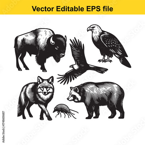 Vector art of collection of north american wildlife including a buffalo, eagle, fox, raccoon, and beetle