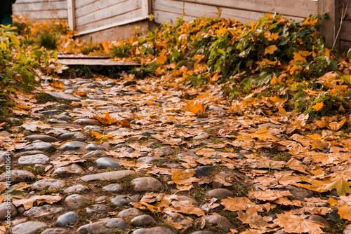 autumn leaves on the ground