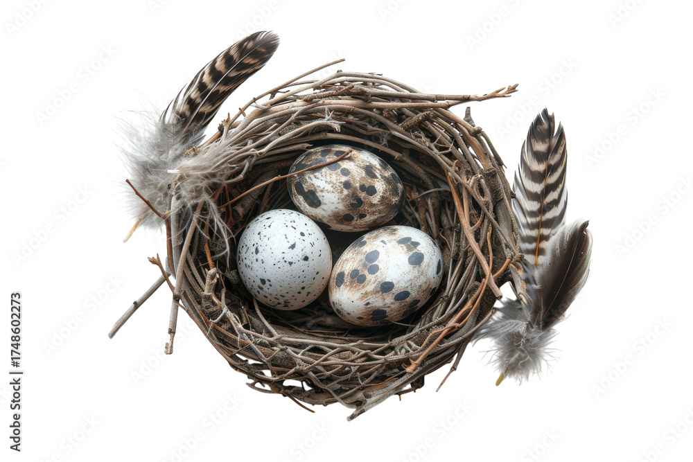 Obraz premium A delicate nest cradles speckled eggs surrounded by elegant feathers in soft, natural hues