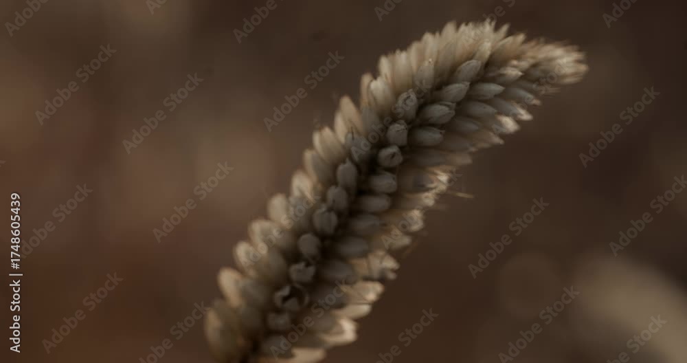Dry Foxtail