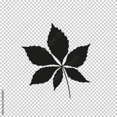 Cannabis hemp leaf flat vector illustration isolated on transparent background