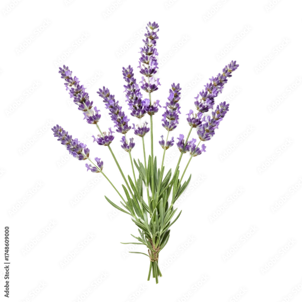 Naklejka premium Lavender Flowers Bunch Isolated on Transparent Background