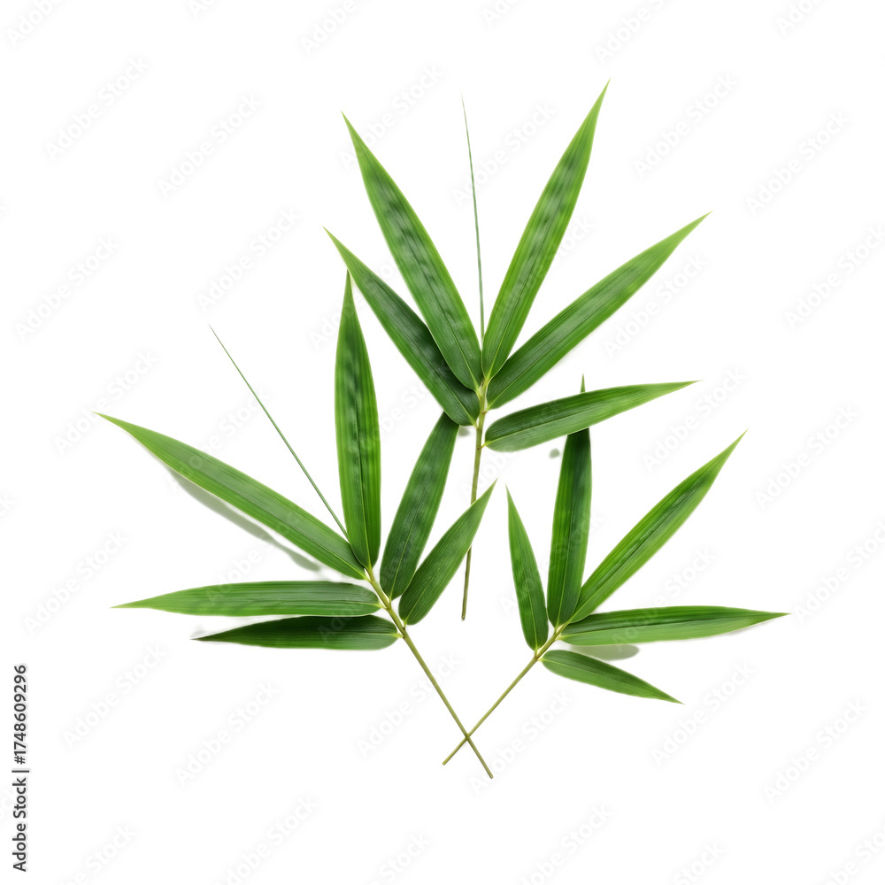 Fototapeta premium Green Bamboo Leaves Isolated on Transparent Background for Design, Wellness, and Eco Concepts