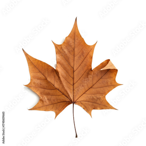 Wallpaper Mural Single Dry Brown Autumn Leaf Isolated on Transparent Background Torontodigital.ca