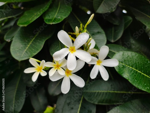 White PLUMERIA (Champa) flowers picture with nice green leaf background. Small water drops on flowers and green leaves bloom the nature beauty.