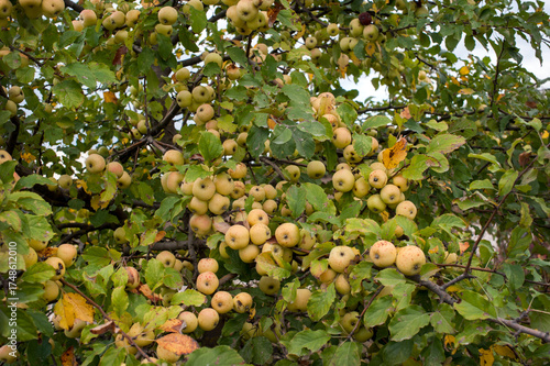 Podobny obraz