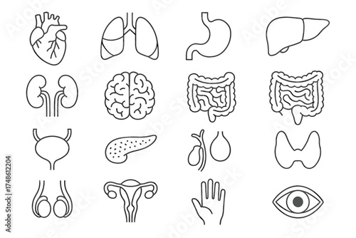 Human body organ icons: heart, lungs, brain, stomach, liver, kidneys, and more