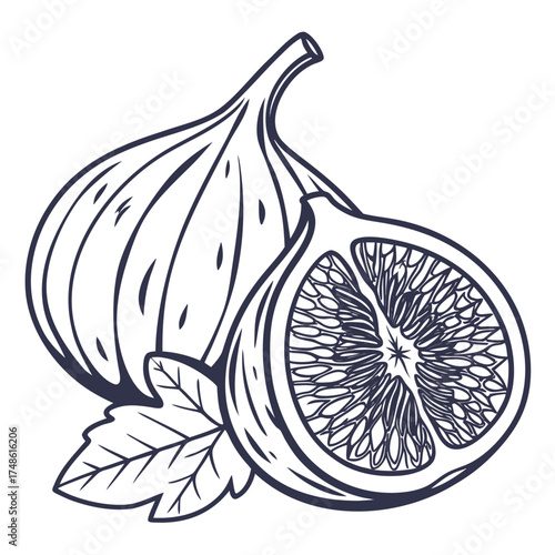 naples fig vector