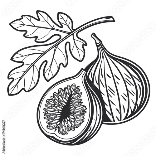 naples fig vector