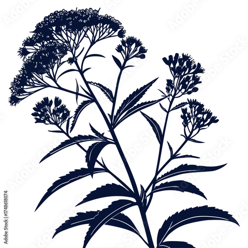 eupatorium coelestinum with leaves