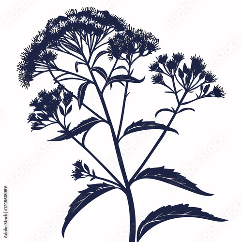 eupatorium coelestinum on white background 