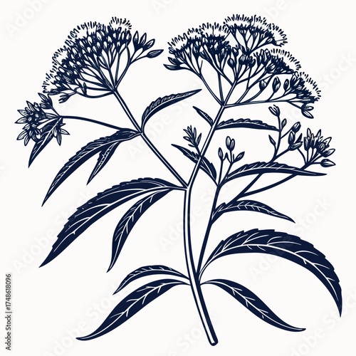 eupatorium coelestinum with leaves