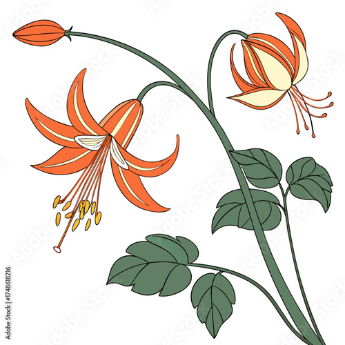  epimedium x warleyense orange queen vector