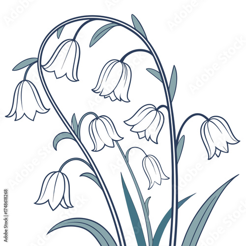 english bluebell on white background 