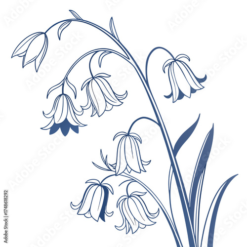 english bluebell vector