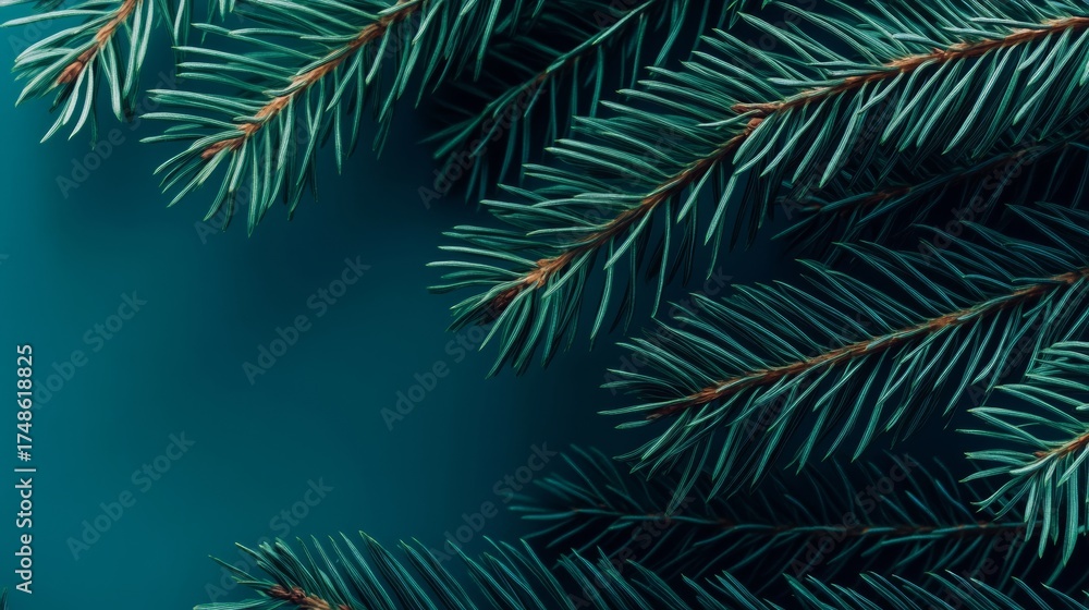 Obraz premium A close up of a green pine tree branch. The branch is full of needles and is very thick